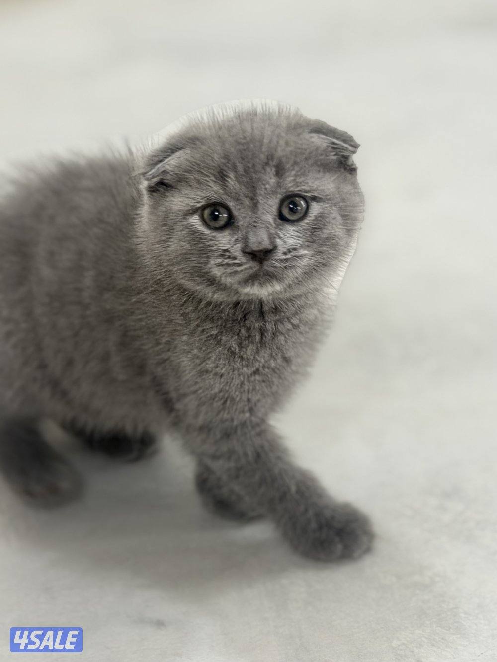 سكوتش فولد5