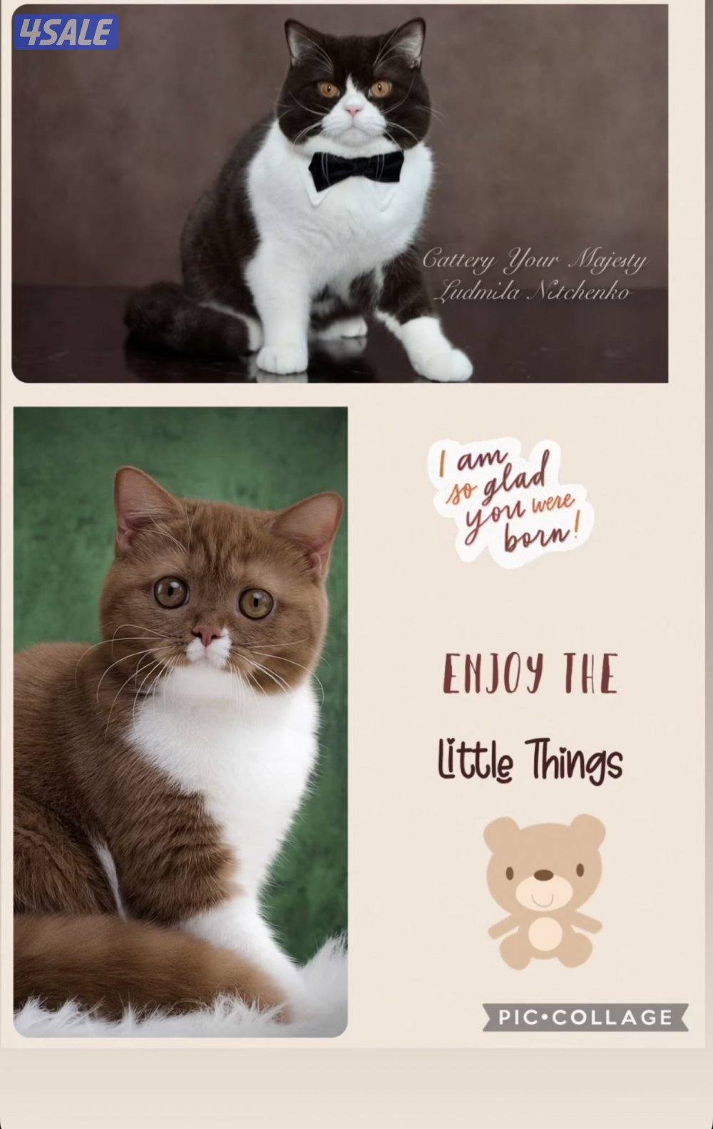 للبيع برتش1