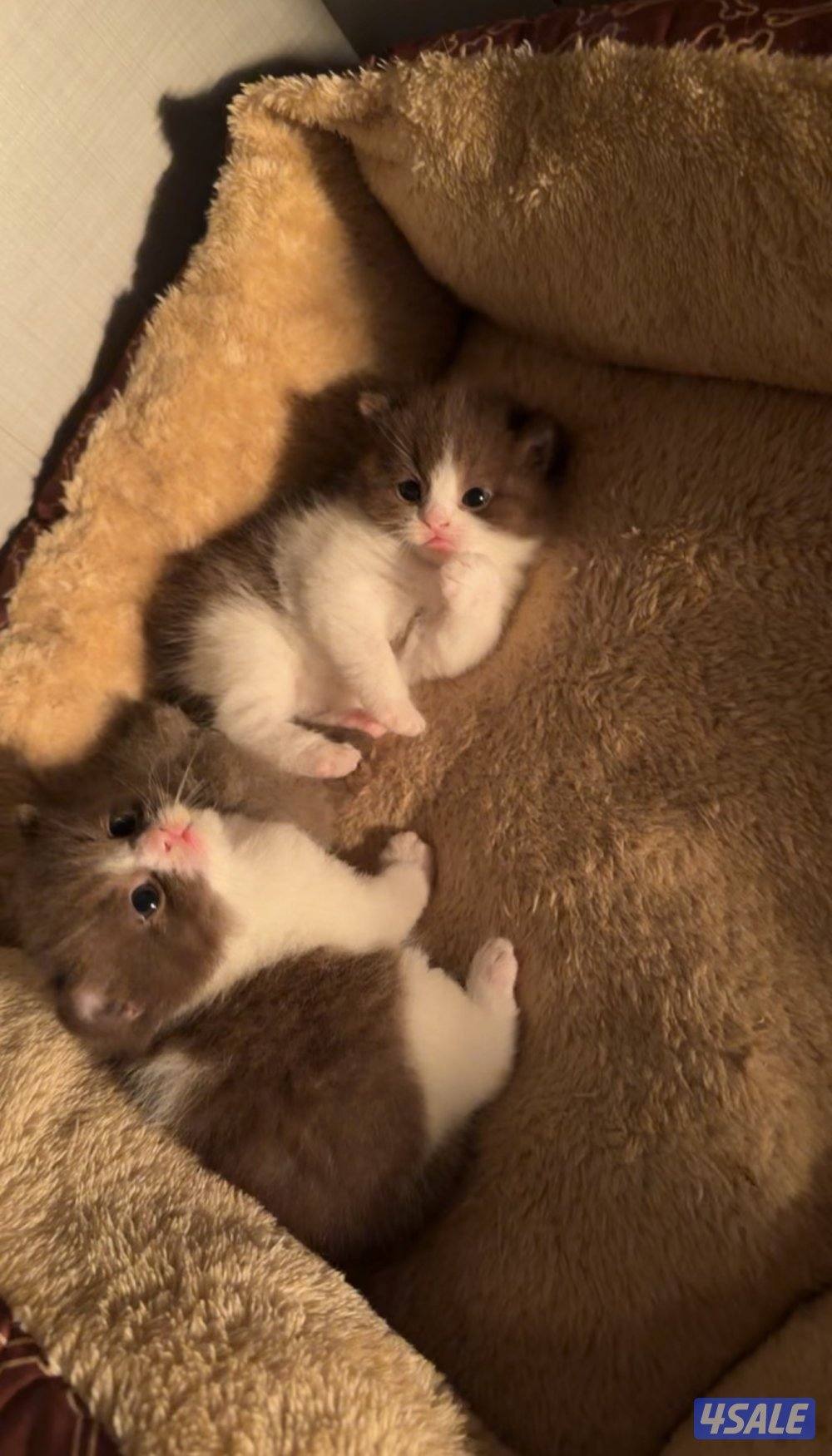 للبيع برتش0