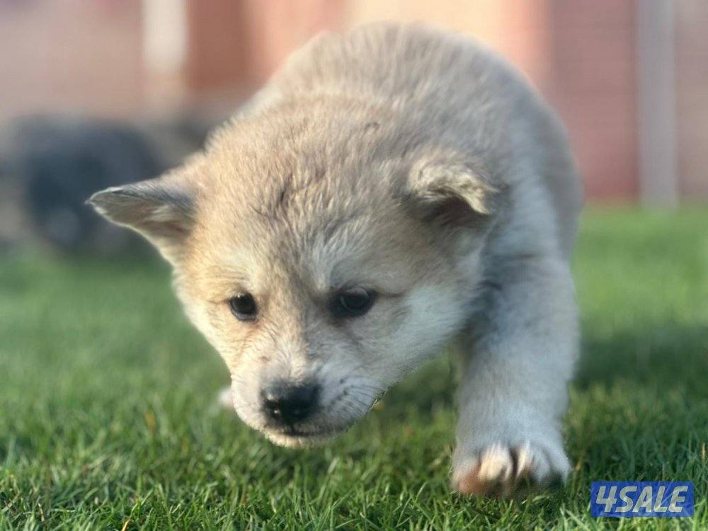 للبيع جراوه أكيتا1