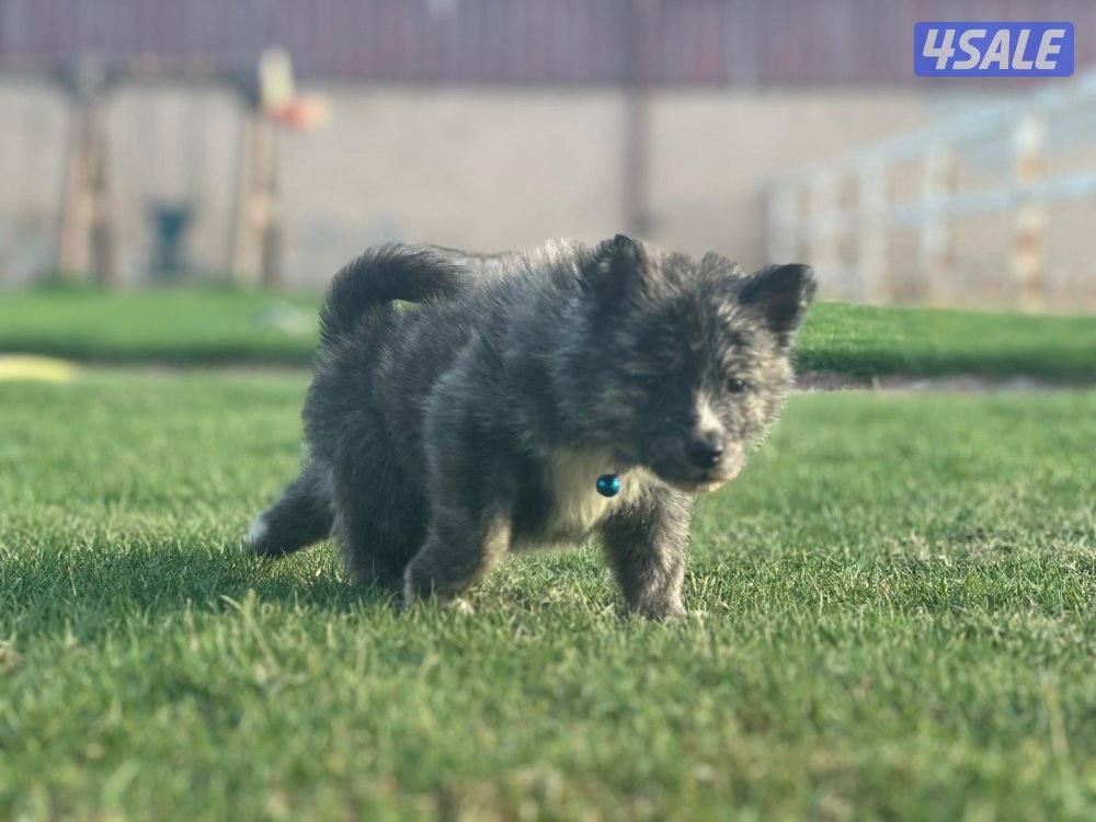 للبيع جراوه أكيتا2