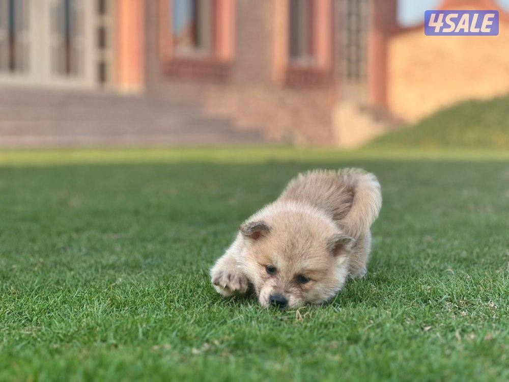 للبيع جراوه أكيتا3