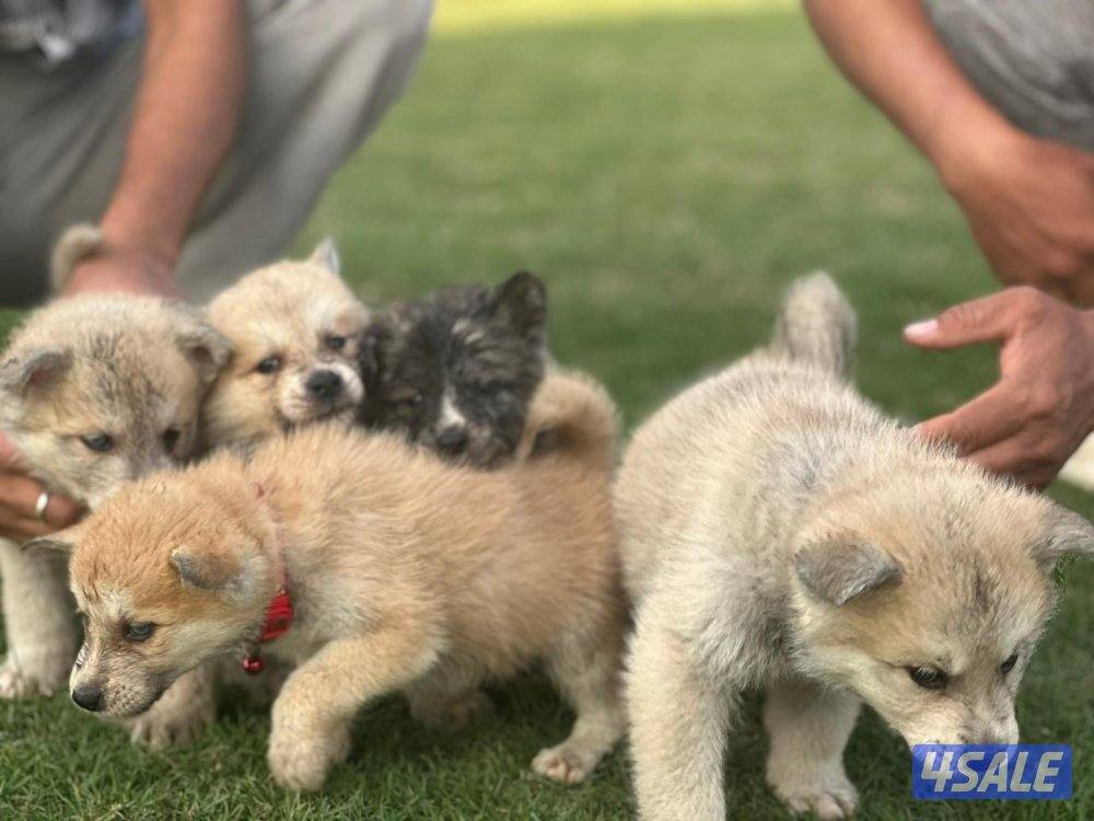 للبيع جراوه أكيتا4