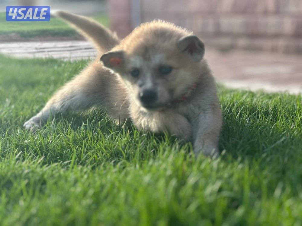 للبيع جراوه أكيتا5