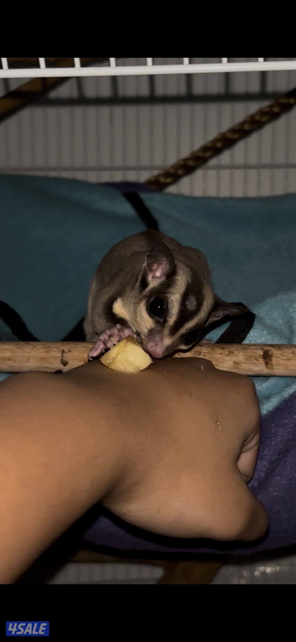 للبيع زوج شوقر قلايدر ربوه مع كااامل اغراضه0