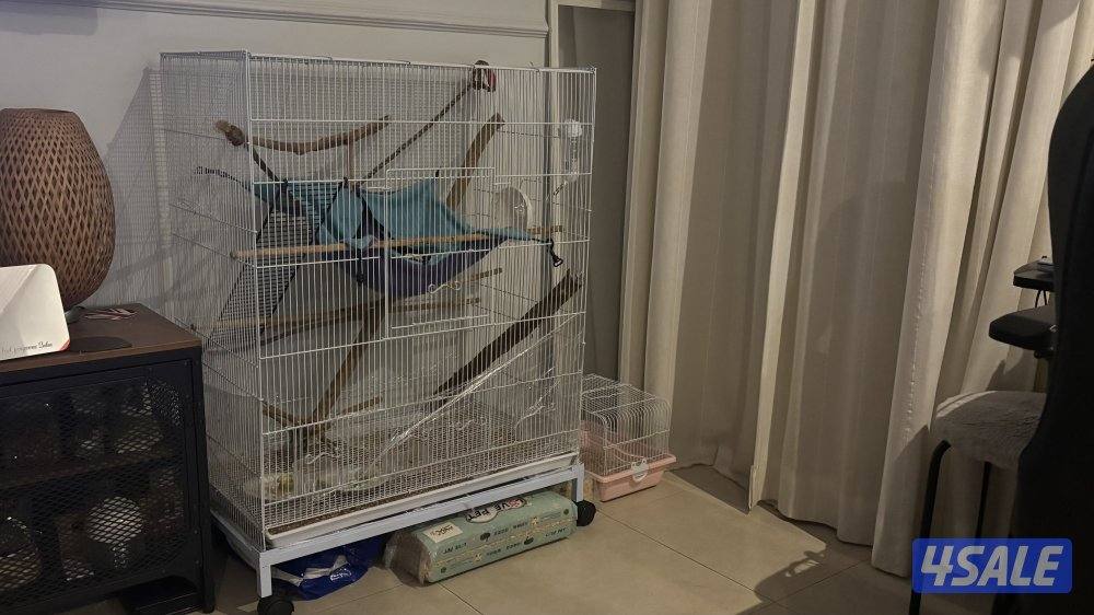 للبيع زوج شوقر قلايدر ربوه مع كااامل اغراضه1