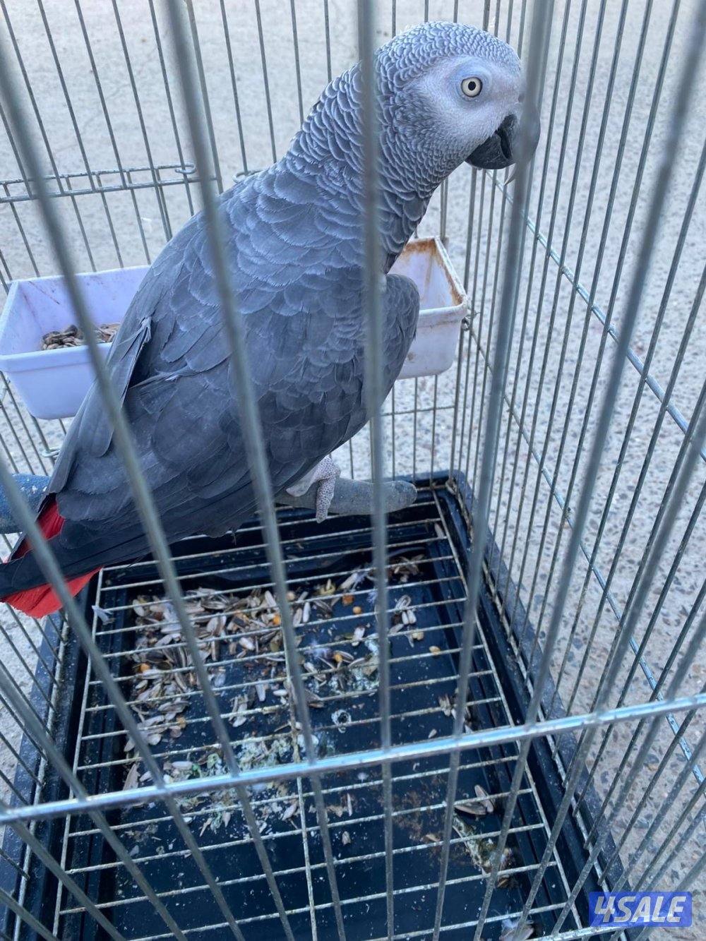 للبيع كاسكو افريقي حجم سوبر جامبو يتكلم العمر تقريبن ثلاث سنوات0