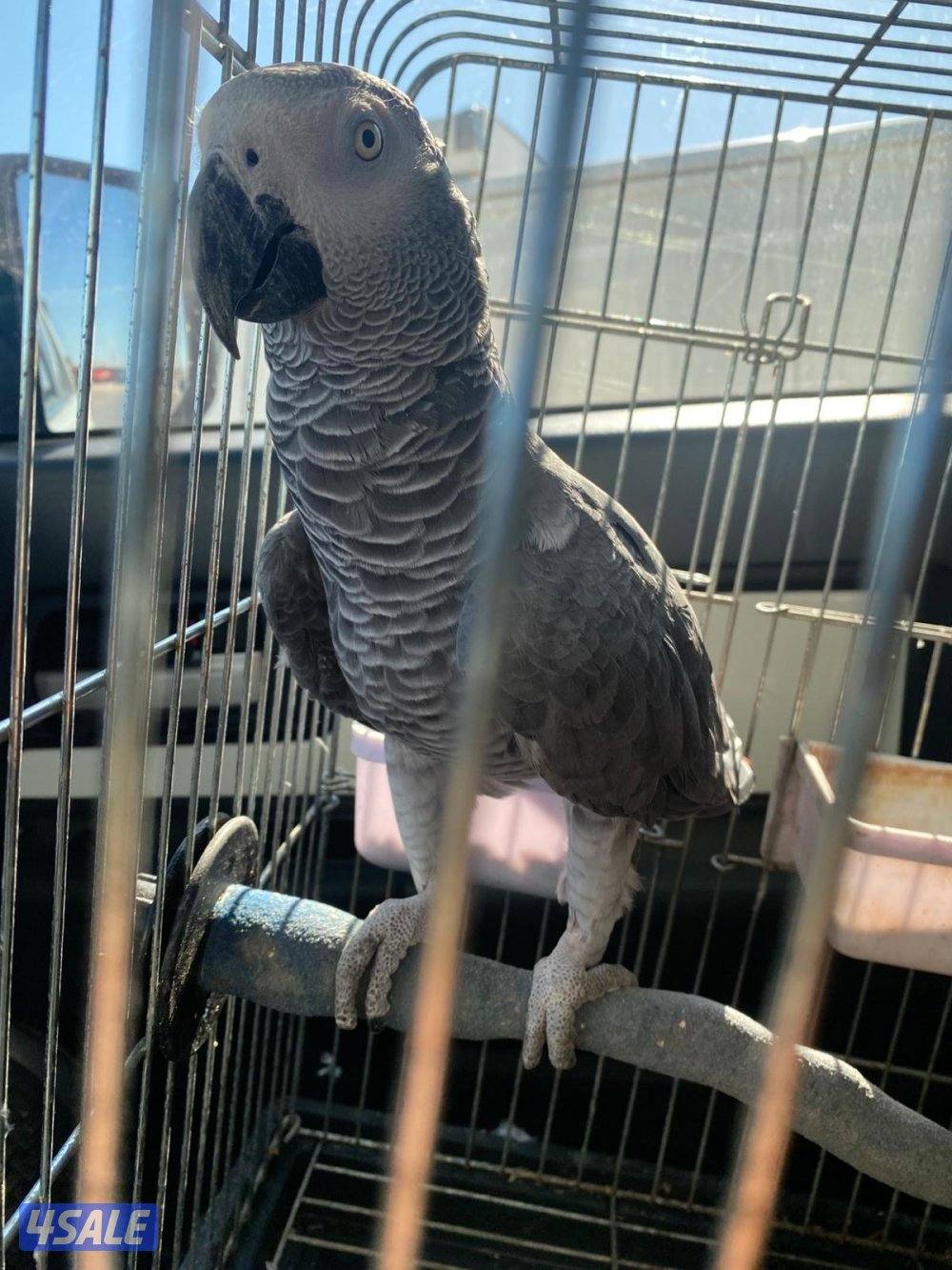 للبيع كاسكو افريقي حجم سوبر جامبو يتكلم العمر تقريبن ثلاث سنوات1