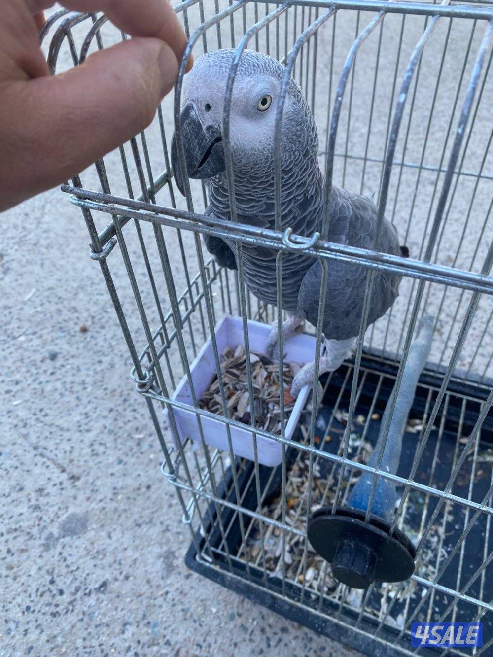 للبيع كاسكو افريقي حجم سوبر جامبو يتكلم العمر تقريبن ثلاث سنوات2