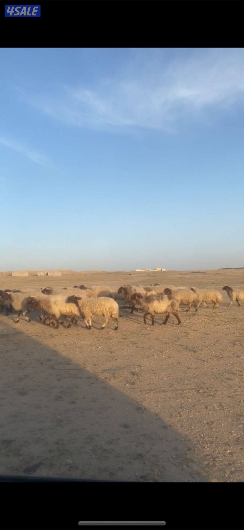 للبيع غنم  التواصل واتساب  فقط0