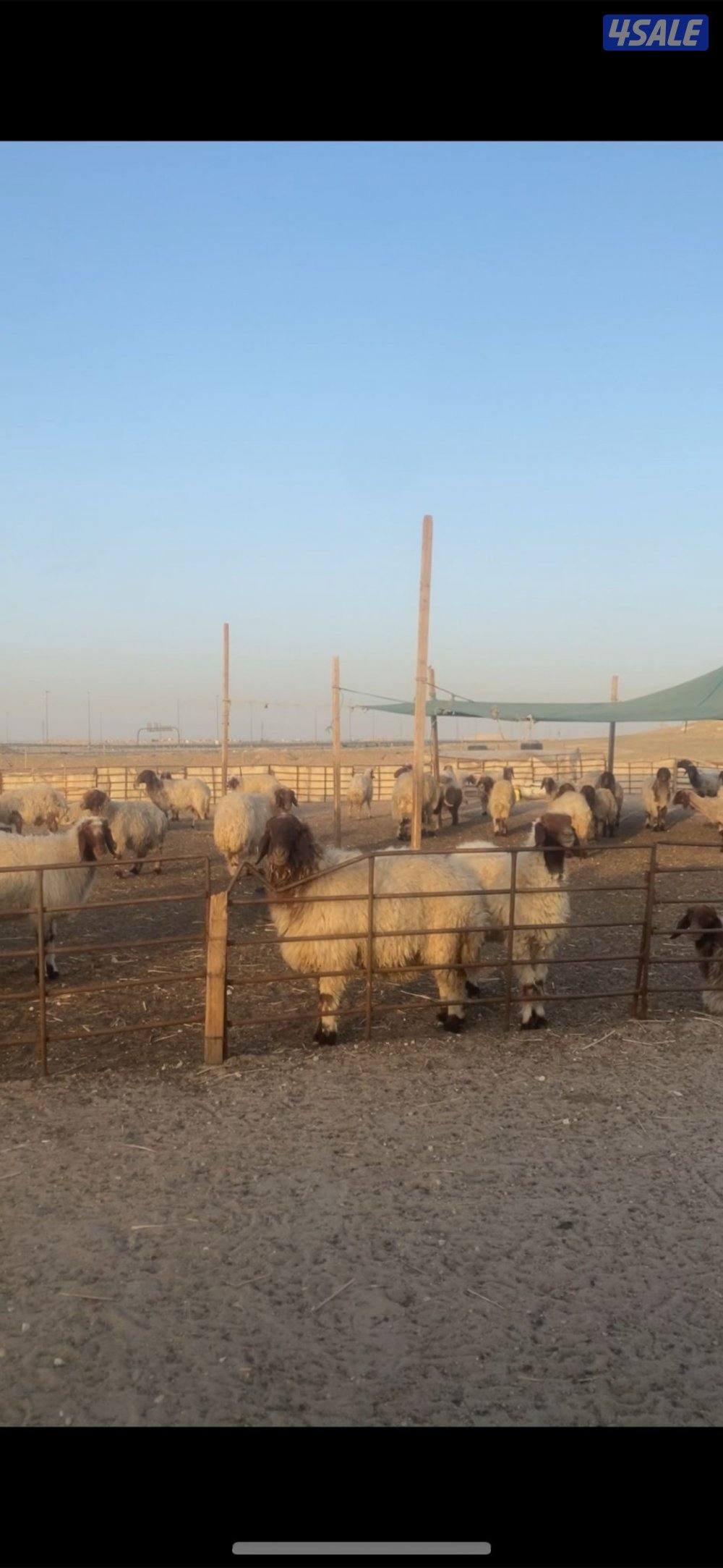 للبيع غنم  التواصل واتساب  فقط1