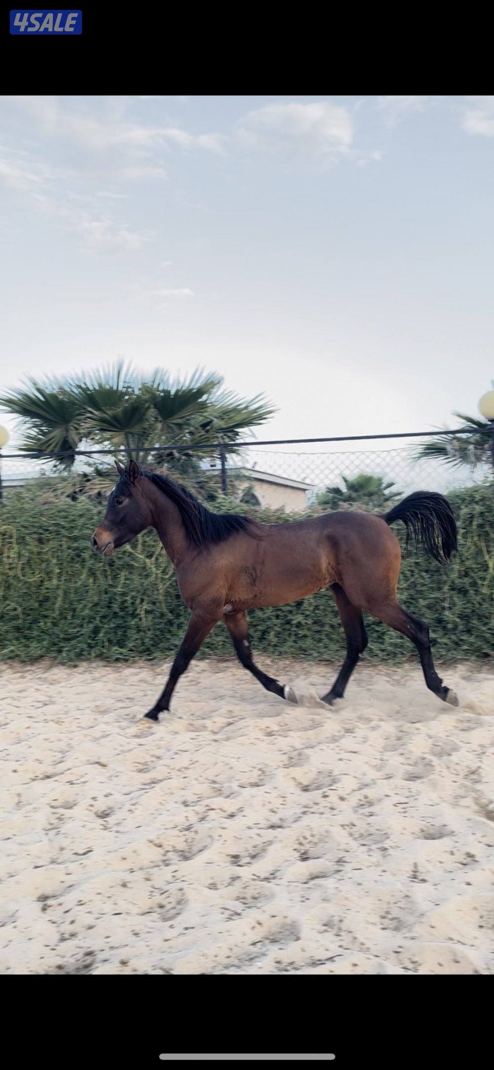 فلو بولش معسوف مواليد 23 شرط السلم والتحويل0