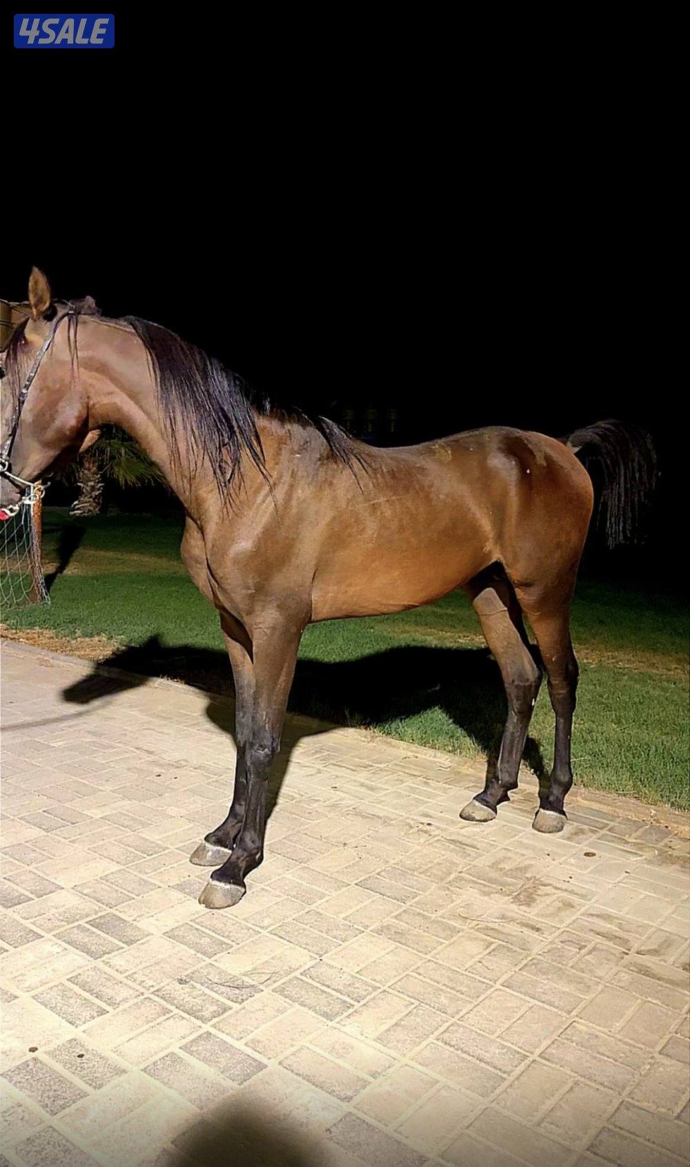 فلو بولش معسوف مواليد 23 شرط السلم والتحويل1