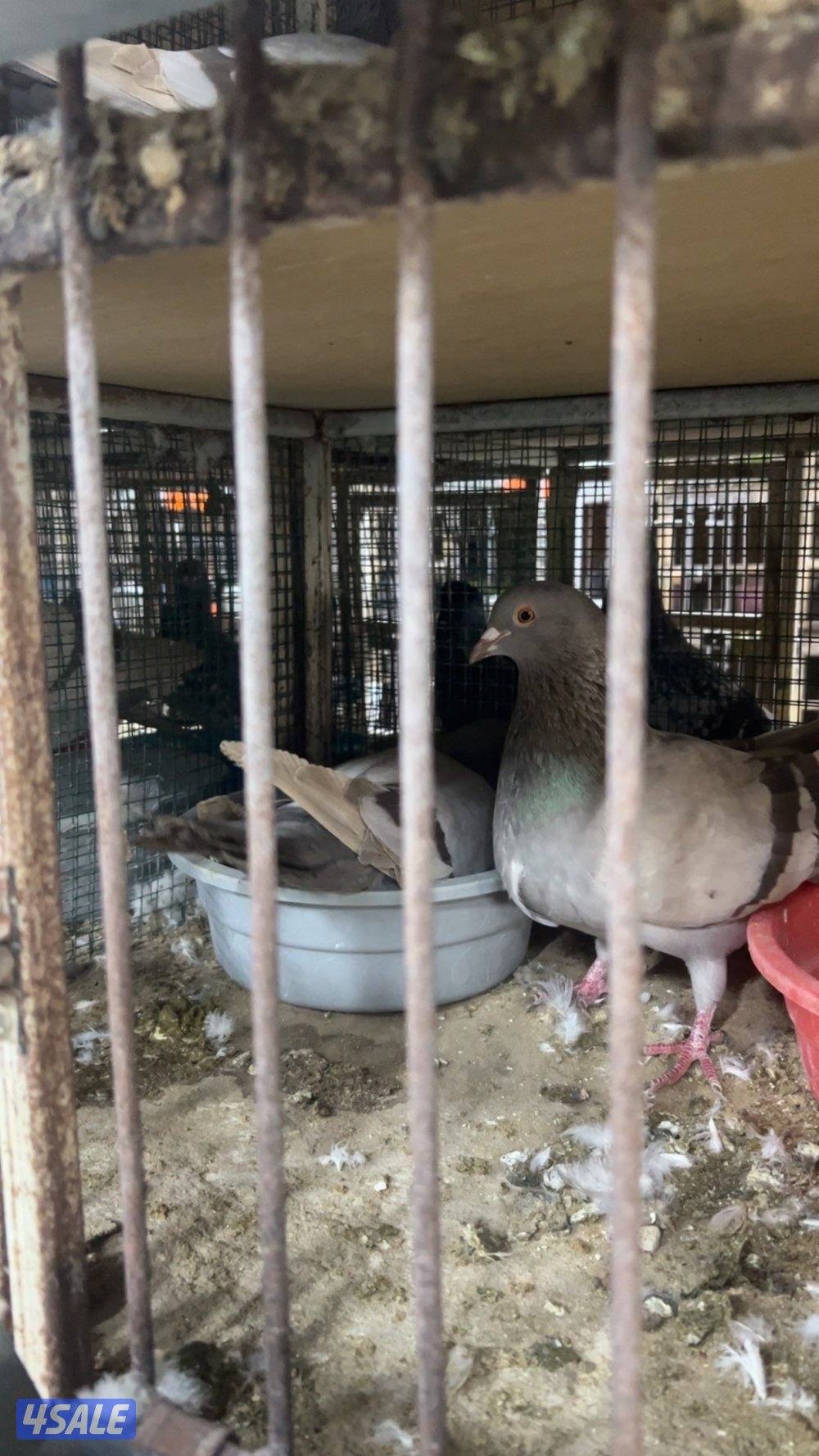 ازواج لاحم منتجه مع الخانات0