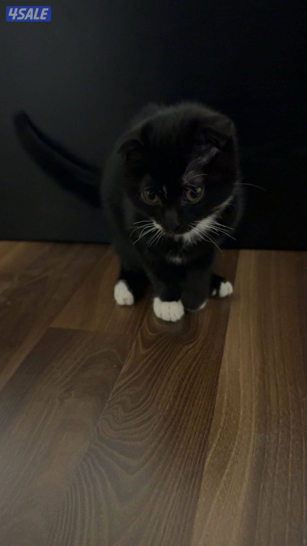 للبيع قطوه سكوتش دبل فولد عمرها شهرين0