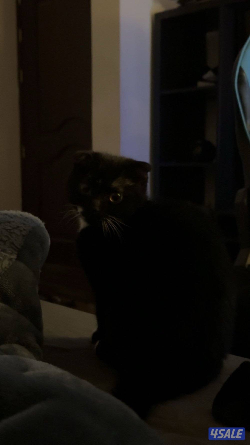 للبيع قطوه سكوتش دبل فولد عمرها شهرين1