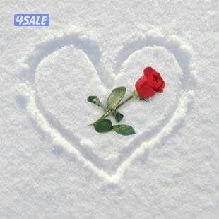 مدرس اول لغة عربية تاسيس /ابتدائي /متوسط /ثانوي/جامعات ومحفظ قرآن4