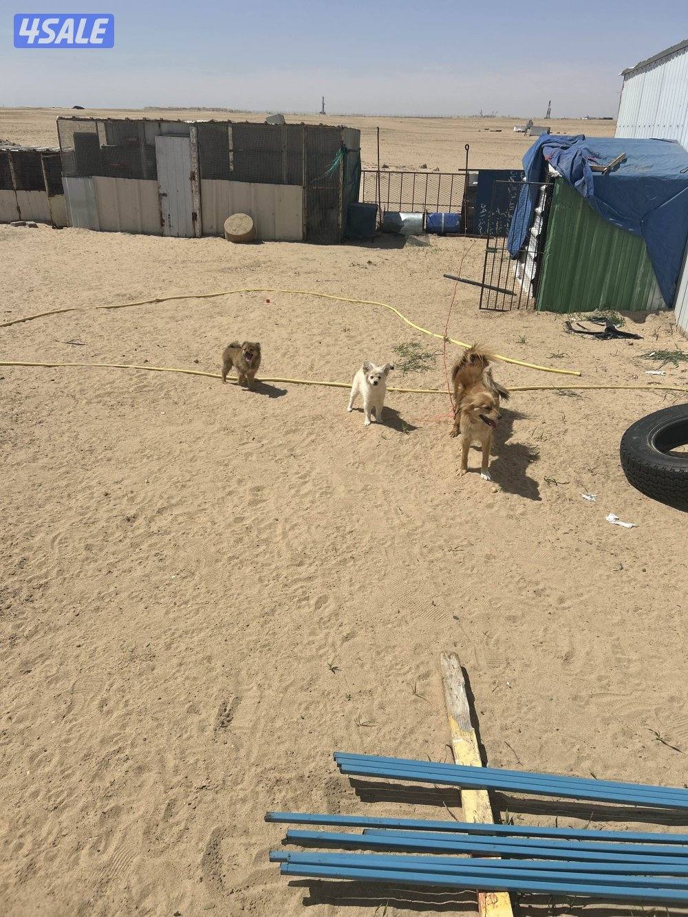 للبيع زوج لولو تحتهم ٣ جراء  نثيتين وفحل بسعر ١٥٠0