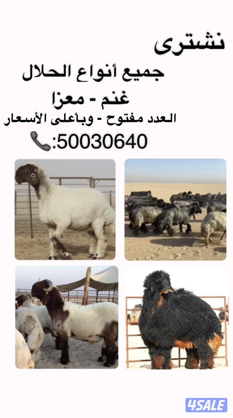 نشتري جميع أنواع الحلال غنم معزا0