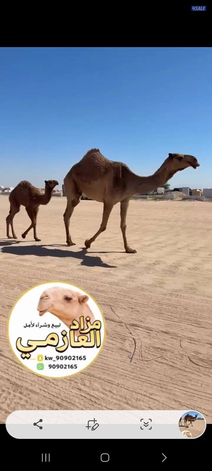 حلاقة الابل0