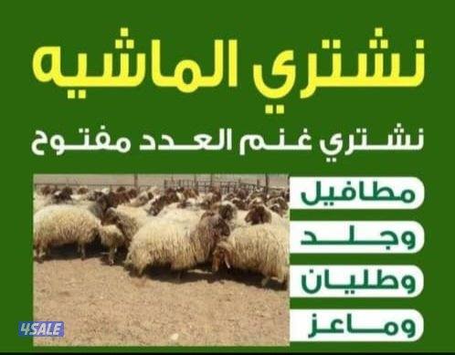 نشتري غنم ومعزه وطليان0