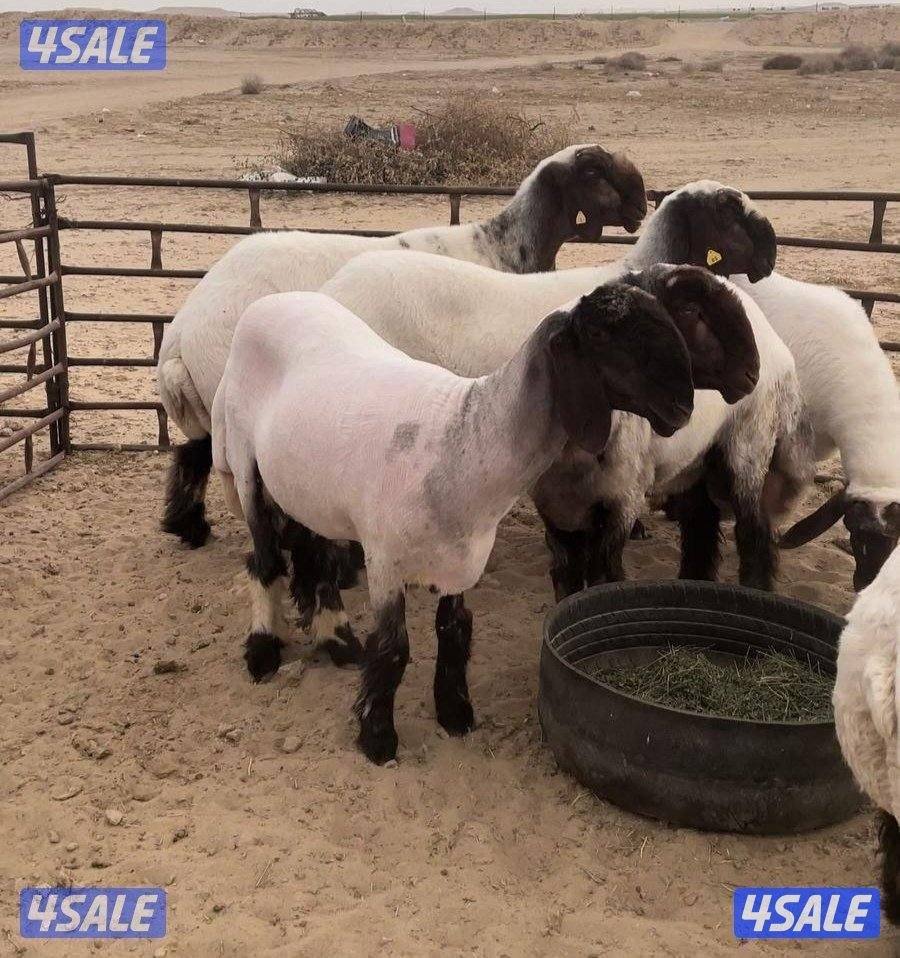 جزء غنم وتقليم أظافر0