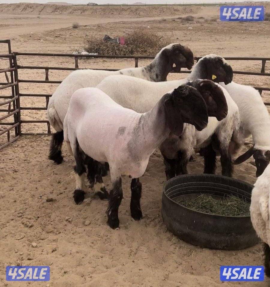 قص شعر غنم حلاقه غنم مكينه جيده تقليم اظافر0