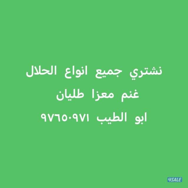 نشتري جميع انواع الحلال غنم معزا طليان0