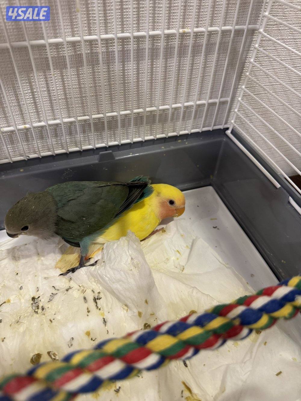 طيور لوف بيرد0