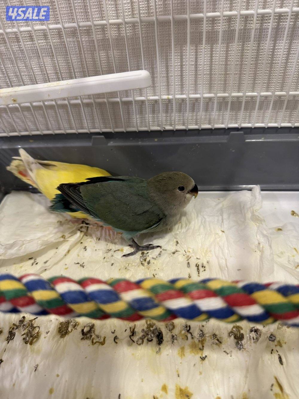 طيور لوف بيرد1