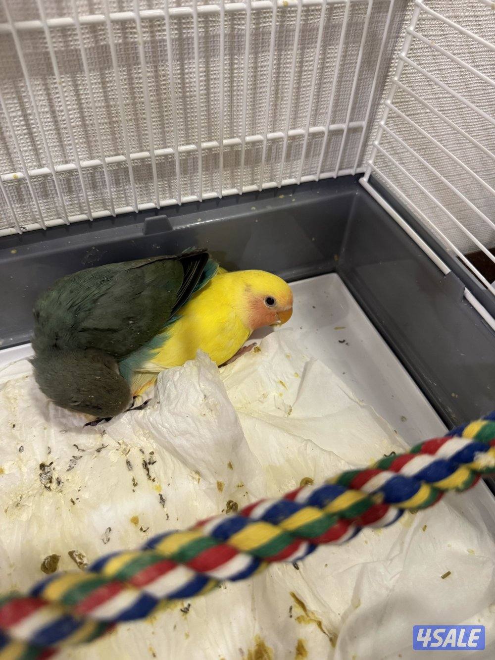 طيور لوف بيرد2