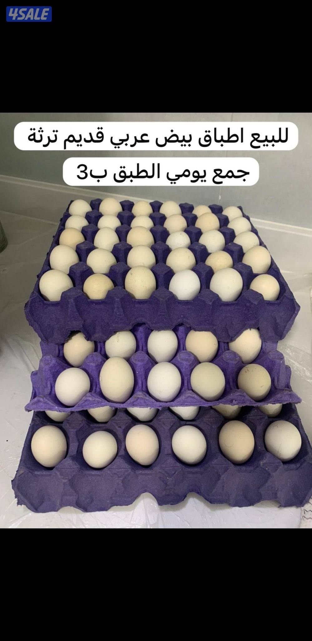 للبيع فروخ عربي قديم + بيض ملقح للفقاسات1