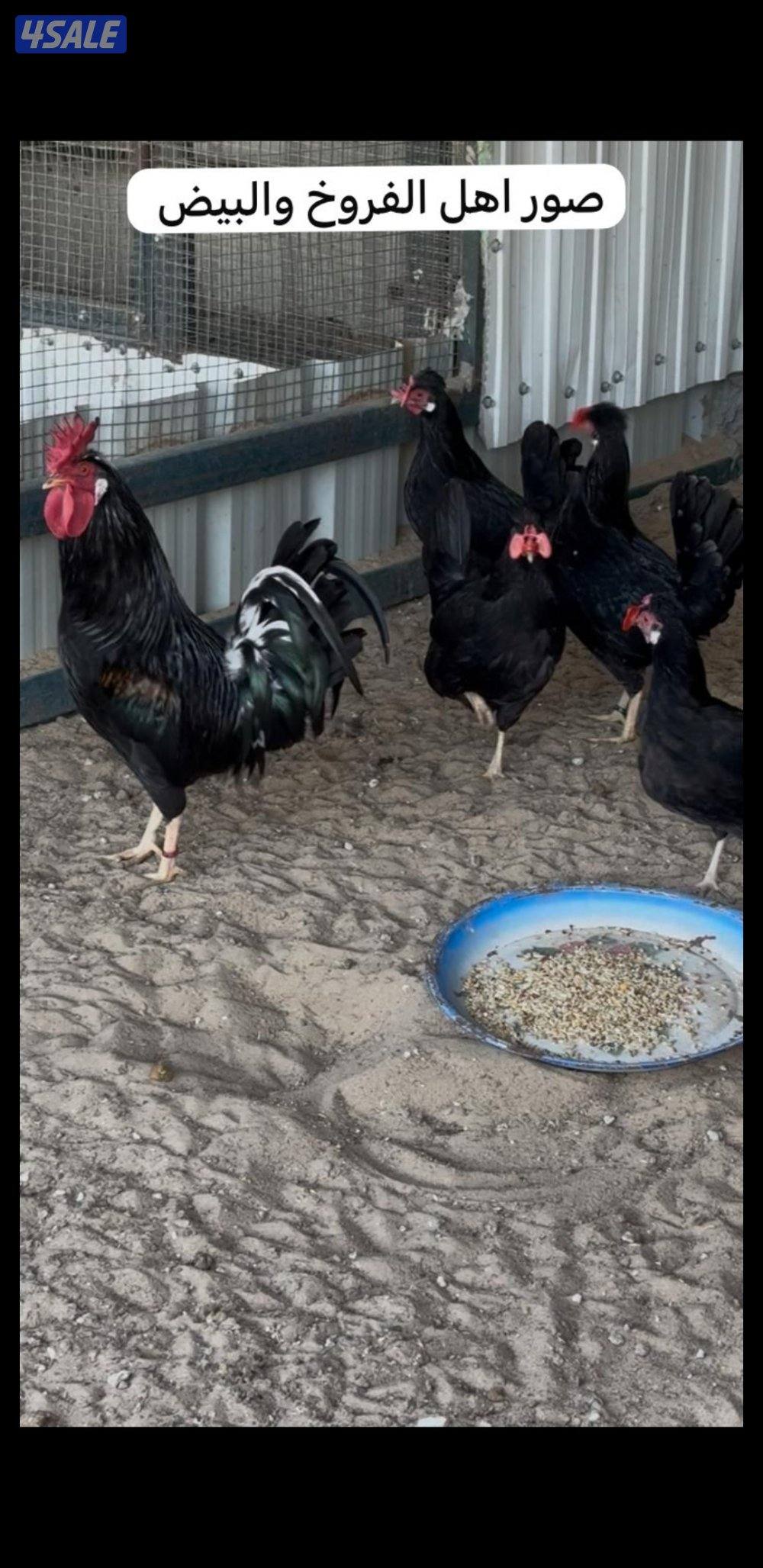 للبيع فروخ عربي قديم + بيض ملقح للفقاسات2