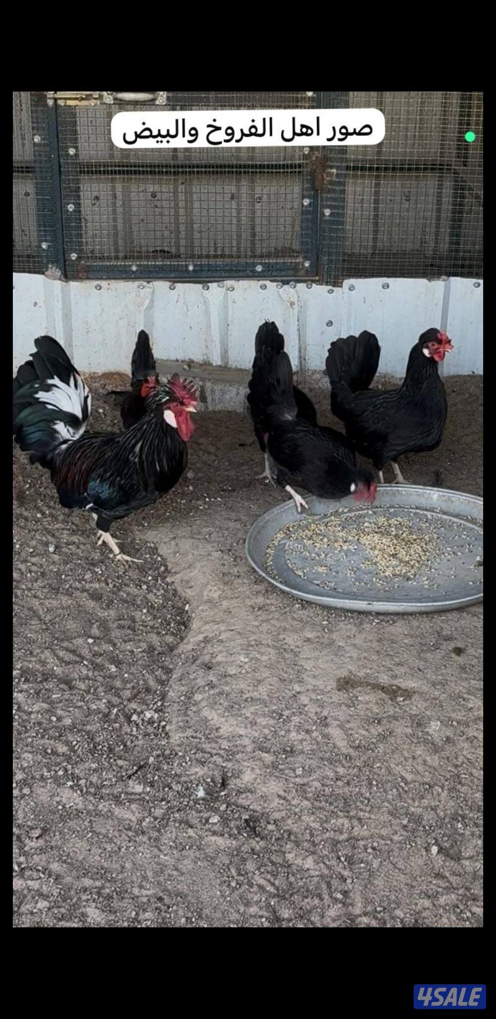 للبيع فروخ عربي قديم + بيض ملقح للفقاسات3