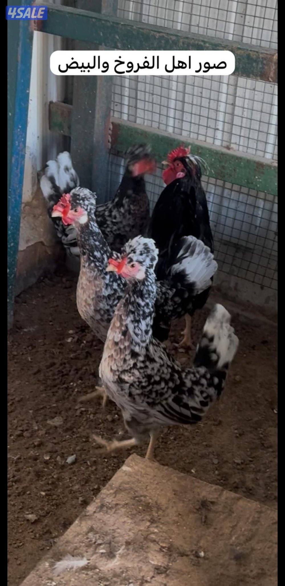 للبيع فروخ عربي قديم + بيض ملقح للفقاسات4