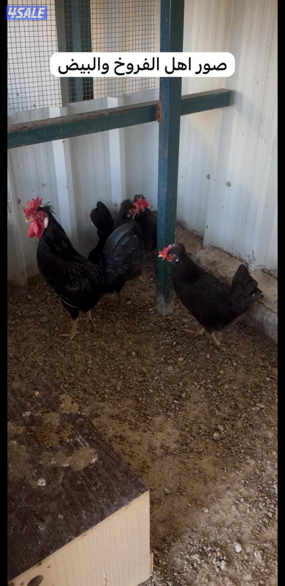 للبيع فروخ عربي قديم + بيض ملقح للفقاسات5