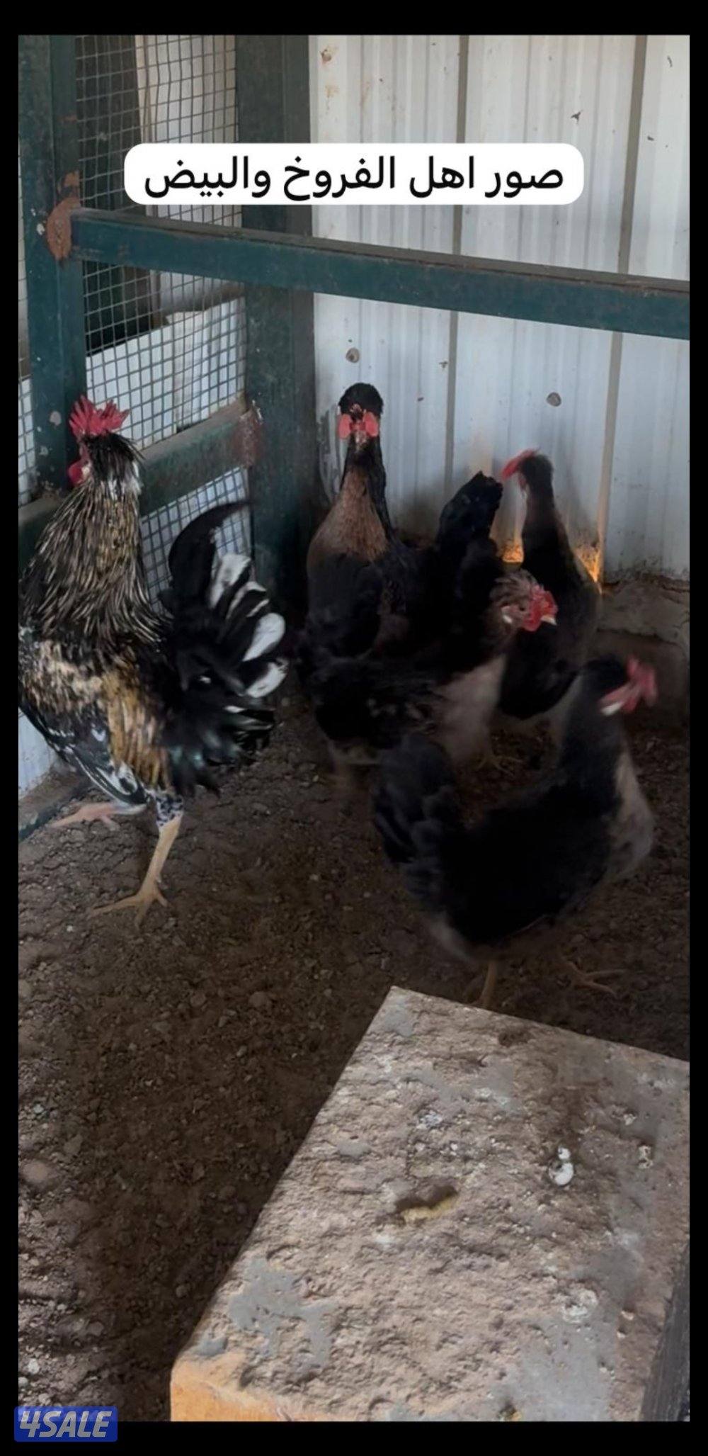 للبيع فروخ عربي قديم + بيض ملقح للفقاسات6