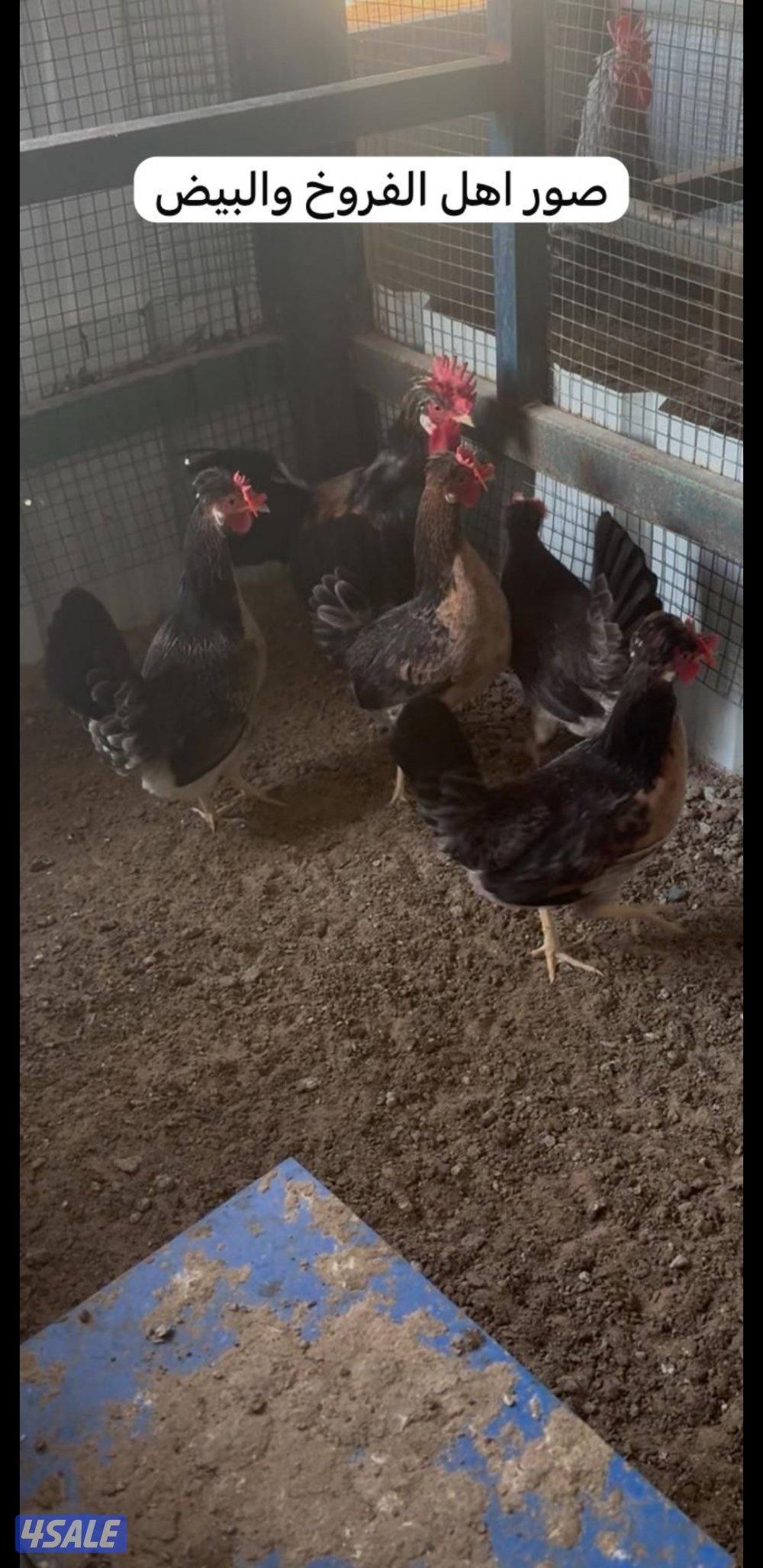 للبيع فروخ عربي قديم + بيض ملقح للفقاسات7