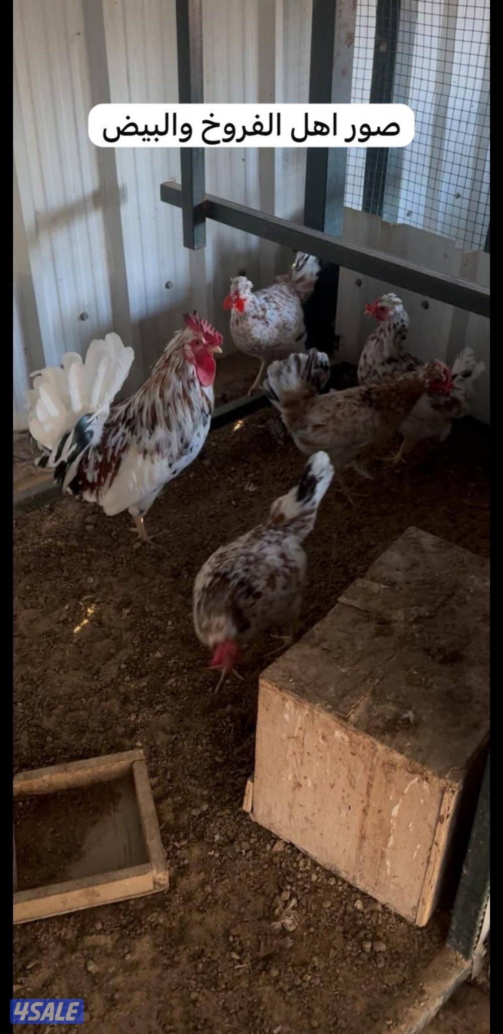 للبيع فروخ عربي قديم + بيض ملقح للفقاسات8