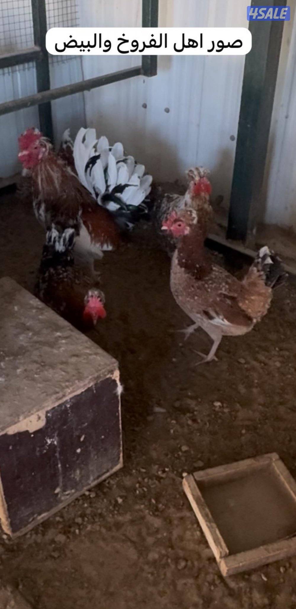 للبيع فروخ عربي قديم + بيض ملقح للفقاسات9