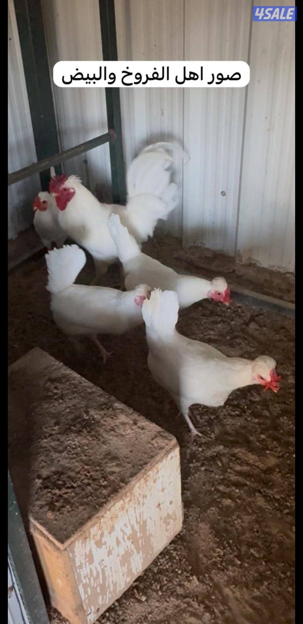 للبيع فروخ عربي قديم + بيض ملقح للفقاسات10