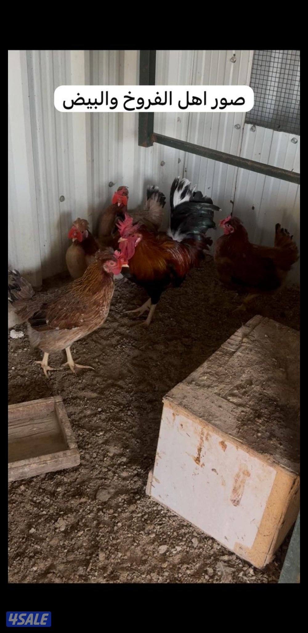 للبيع فروخ عربي قديم + بيض ملقح للفقاسات11