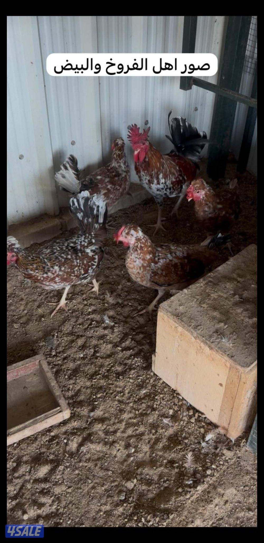 للبيع فروخ عربي قديم + بيض ملقح للفقاسات12