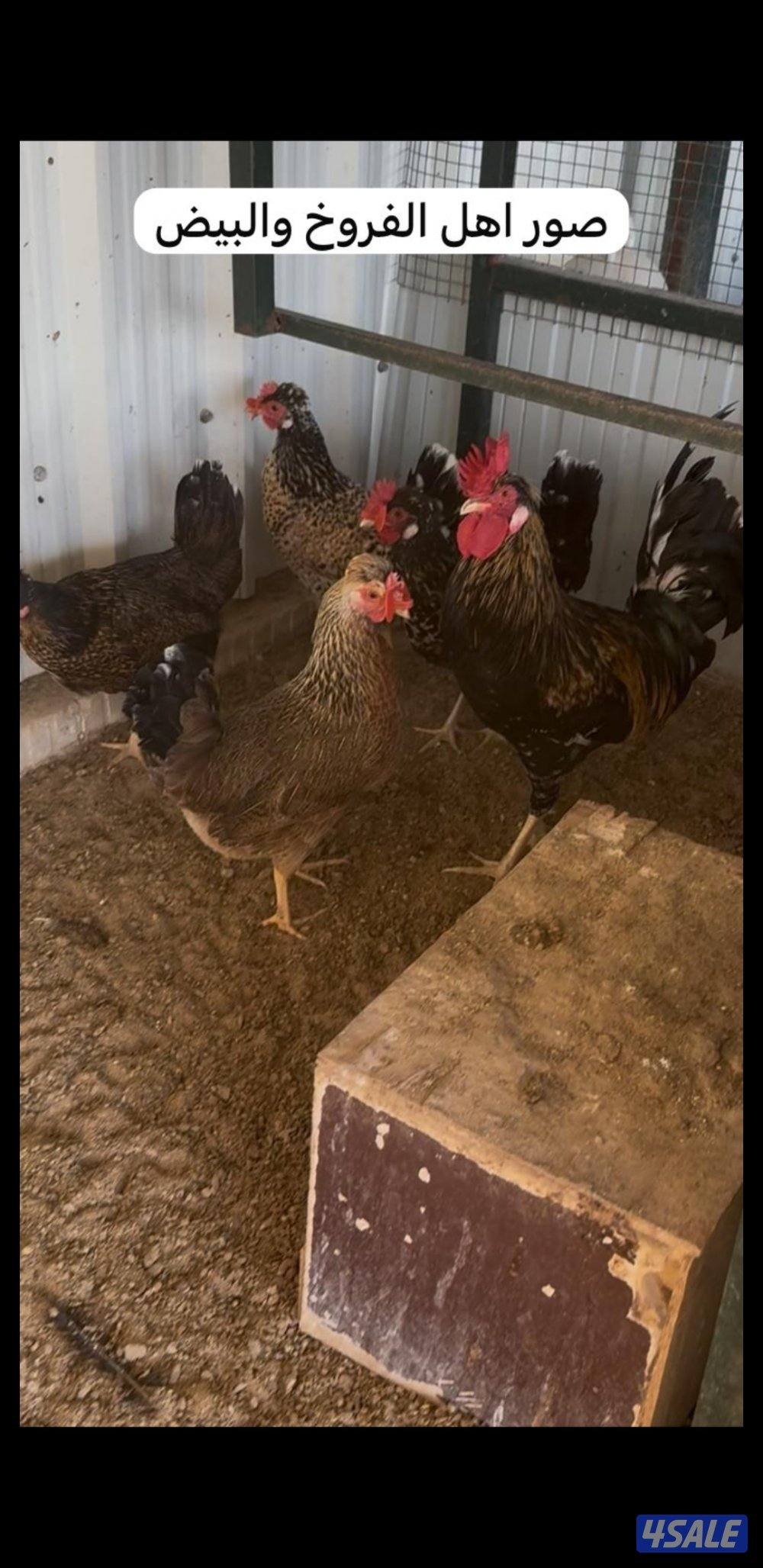 للبيع فروخ عربي قديم + بيض ملقح للفقاسات13