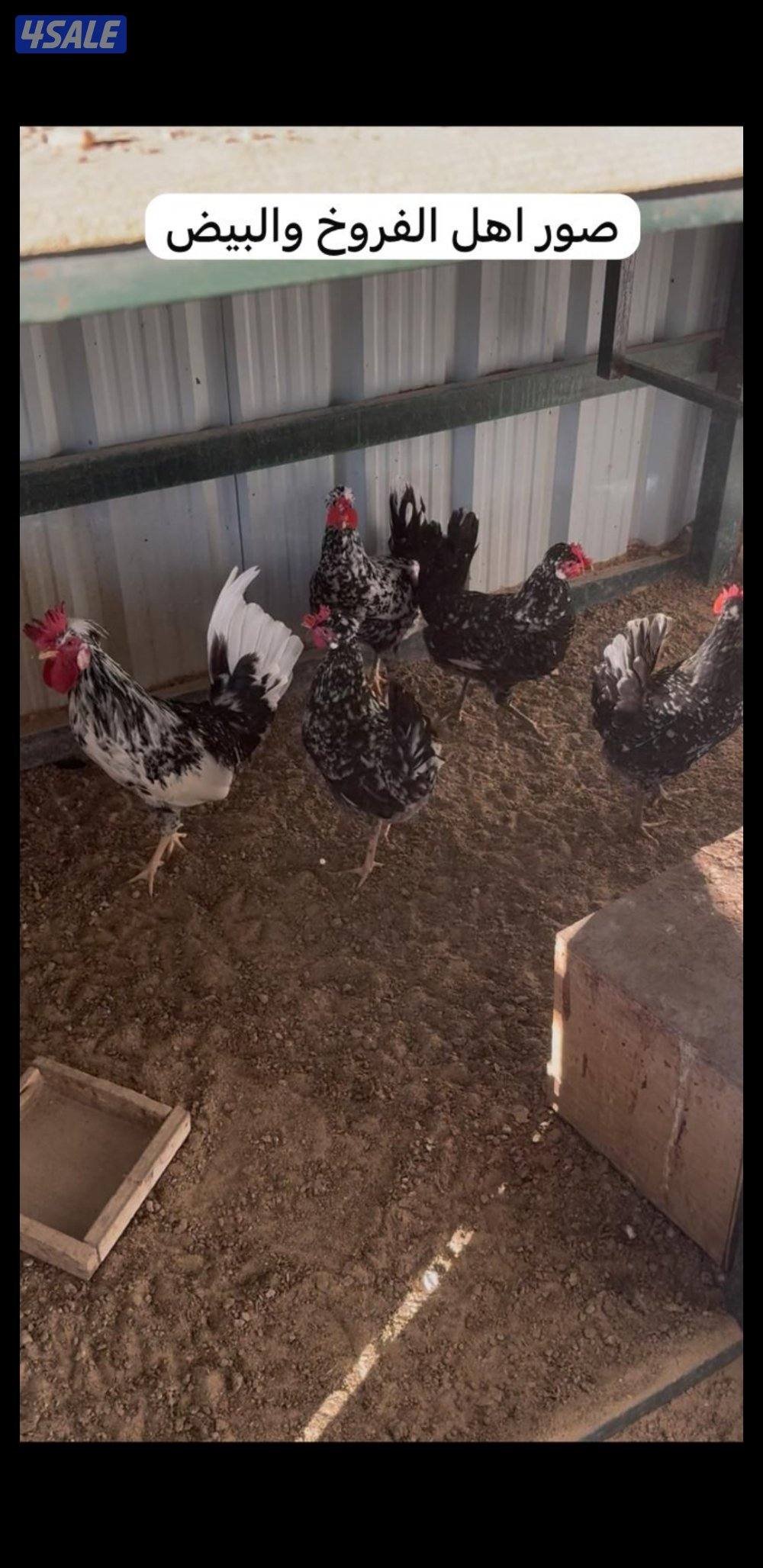 للبيع فروخ عربي قديم + بيض ملقح للفقاسات14