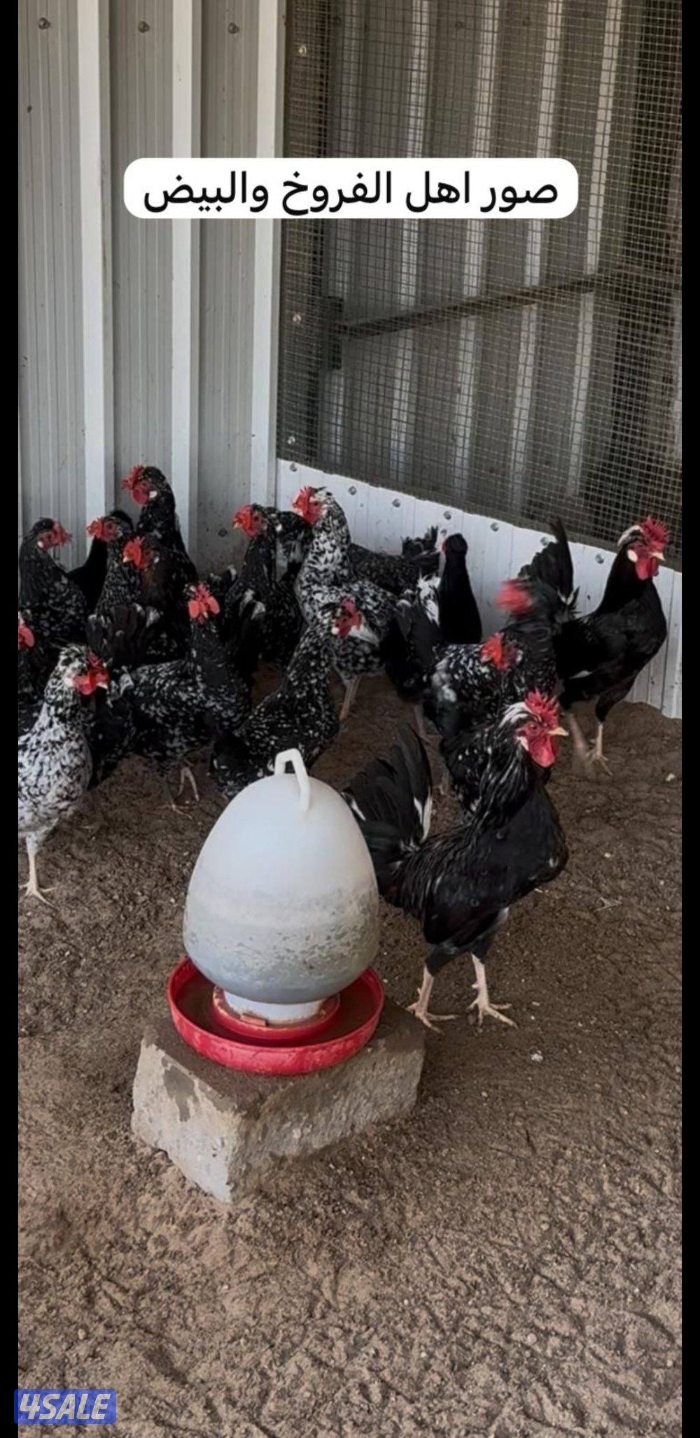 للبيع فروخ عربي قديم + بيض ملقح للفقاسات15