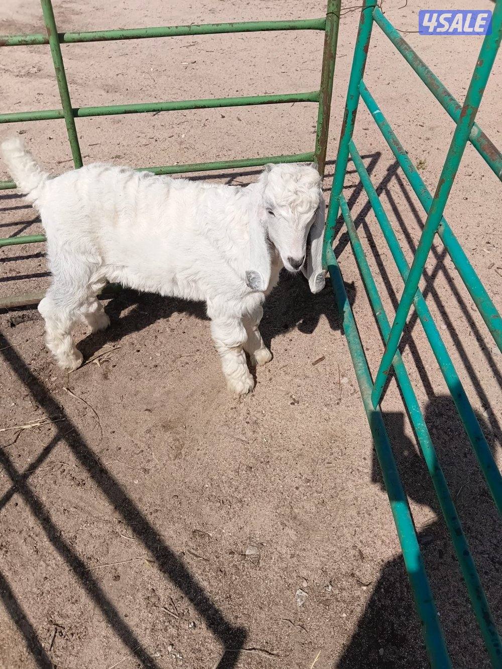 للبيع تيس العبدلي0