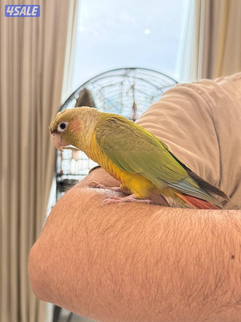 كنيور انناس2