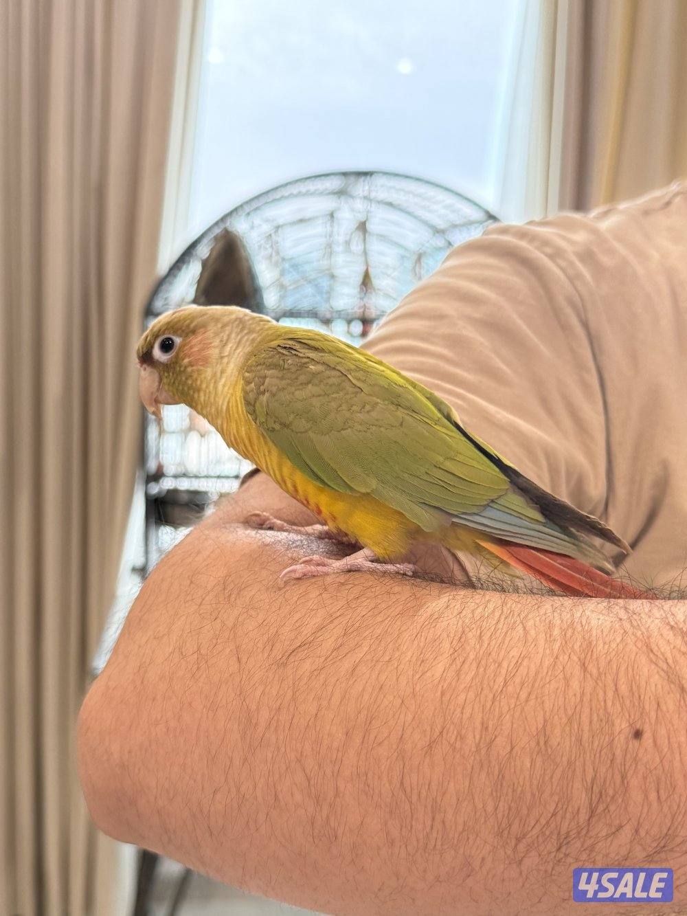 كنيور انناس4