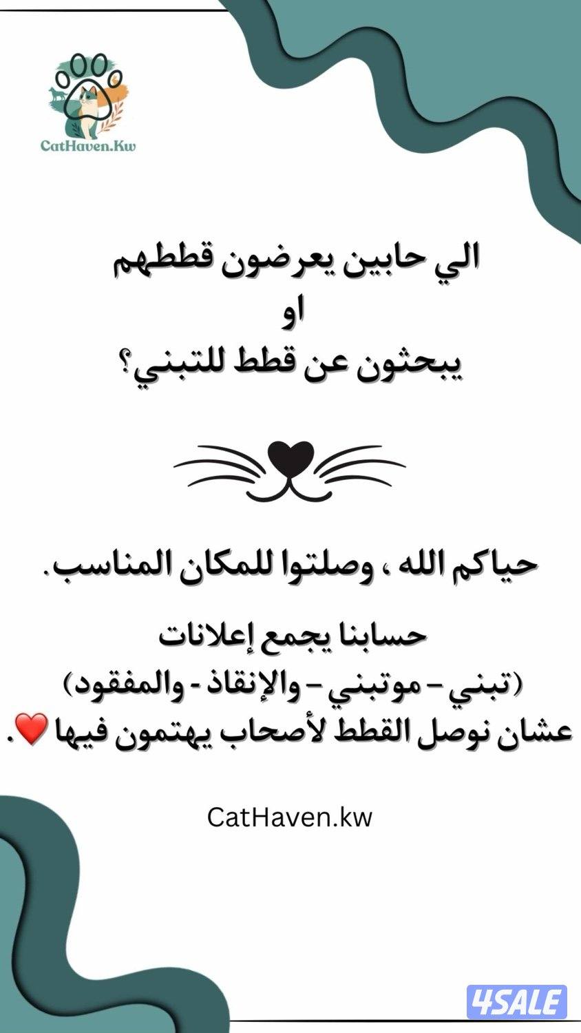 حساب للتبني والإعلانات عن القطط في الكويت0